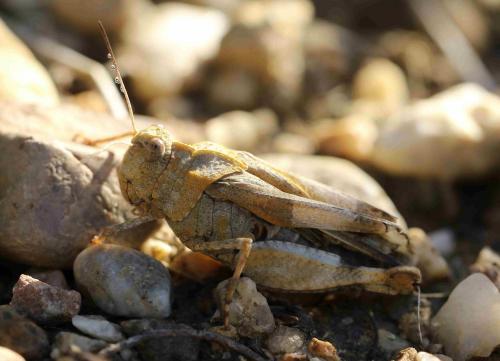 Réf. 199 797 : Oedipoda caerulescens caerulescens